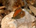 Coenonympha corinna